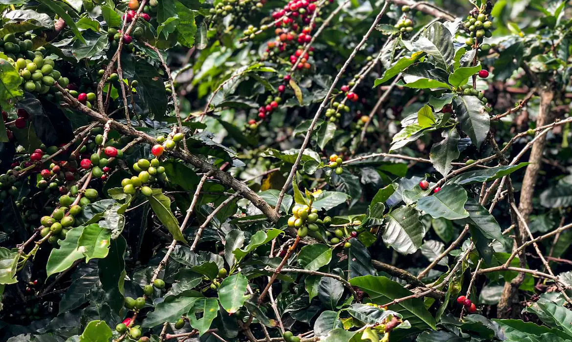 No momento, você está visualizando Conab estima queda na produção de café com 51,8 milhões de sacas