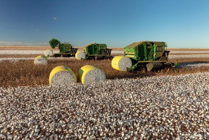 No momento, você está visualizando Mato Grosso estima produzir 2,67 milhões de toneladas de algodão nesta safra