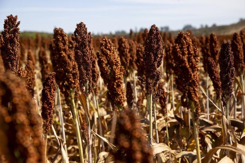 No momento, você está visualizando Produção de etanol, a partir do sorgo, ganha força no Brasil