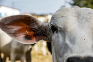 Leia mais sobre o artigo Campanha estadual de atualização de rebanhos termina na terça (10)