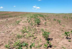 Leia mais sobre o artigo Período de vazio sanitário da soja começa em Mato Grosso