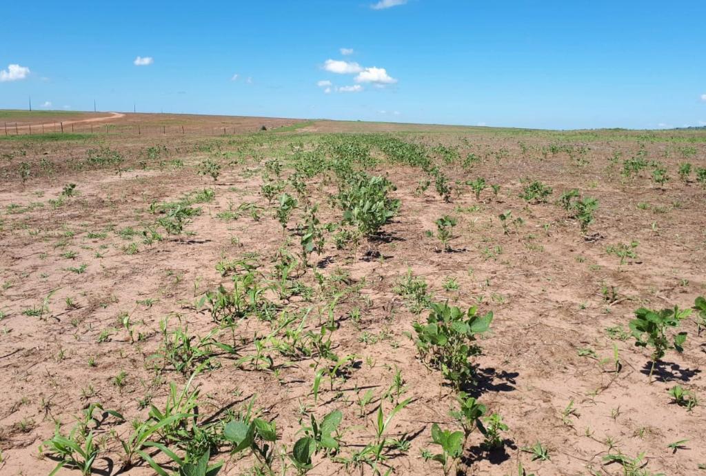 No momento, você está visualizando Período de vazio sanitário da soja começa em Mato Grosso