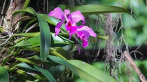 Leia mais sobre o artigo Várzea Grande realiza 1º Festival de Flores e Plantas com abertura especial no Dia dos Namorados