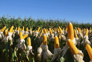 Leia mais sobre o artigo Biofungicida controla fungos de solo com até 80% de eficiência