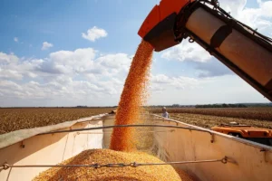 Leia mais sobre o artigo Mato Grosso consolida liderança nacional com safra recorde de grãos
