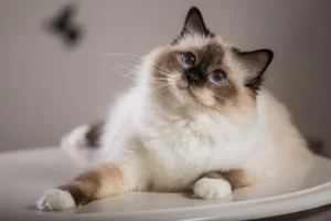 Leia mais sobre o artigo Quais raças de gatos vivem por mais tempo, segundo a ciência