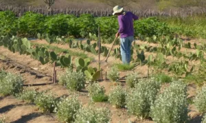 Leia mais sobre o artigo Rendimento de trabalhador rural sobe 5,5% no 1º trimestre