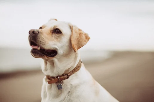 No momento, você está visualizando Adolescência dos cães; como lidar com mudanças de comportamento do seu pet
