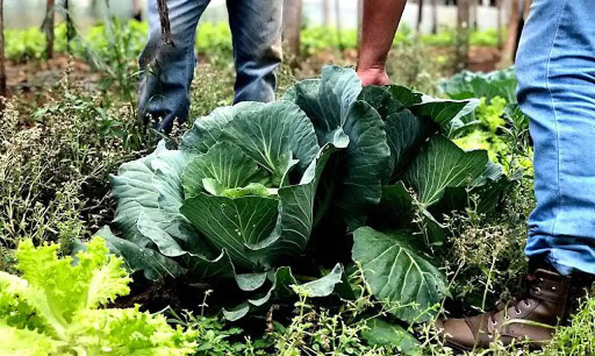 No momento, você está visualizando Agricultura familiar receberá R$ 60 milhões para produção de bioinsumos