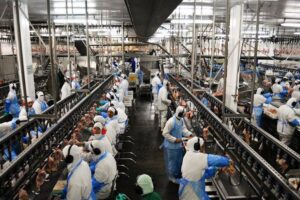Leia mais sobre o artigo Avicultura brasileira exportou mais de R$ 29,7 bilhões em 2025