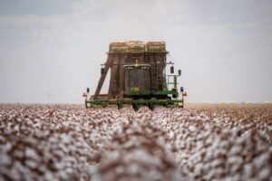 Leia mais sobre o artigo Frio e clima atrapalham colheita do algodão em Mato Grosso
