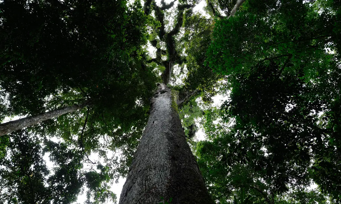 No momento, você está visualizando Lula sanciona lei do licenciamento ambiental com 63 vetos