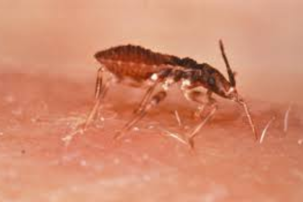 No momento, você está visualizando Novo protocolo pode ajudar a controlar a doença de Chagas no Brasil