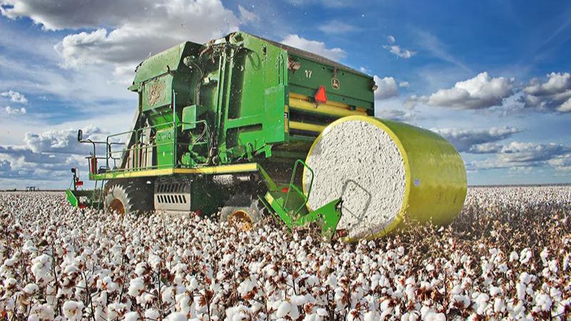 No momento, você está visualizando Safra de algodão avança e bate 302 arrobas por hectare