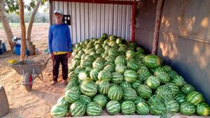 Leia mais sobre o artigo Agricultura familiar de Várzea Grande colhe frutos com apoio técnico