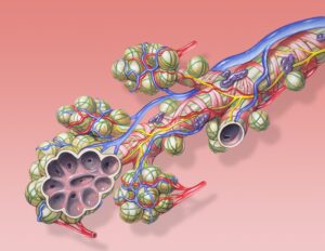 Leia mais sobre o artigo Medicamento brasileiro regenera medula e pode reverter paralisia