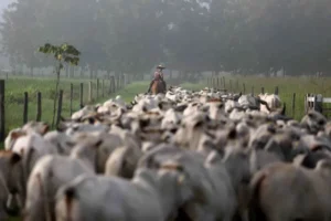 Leia mais sobre o artigo População de gado no Brasil é 12% maior do que a de pessoas, diz IBGE