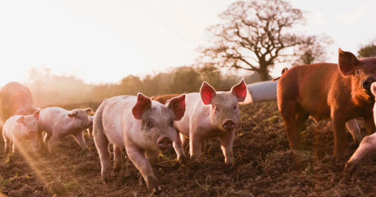 No momento, você está visualizando Sorriso e Campo Verde recebem Encontro Regional da Suinocultura de Mato Grosso