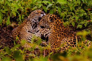 Leia mais sobre o artigo Embratur destaca Pantanal e Mato Grosso como potências do turismo brasileiro