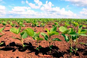 Leia mais sobre o artigo Mato Grosso atinge 21,2% de área plantada de soja
