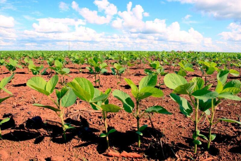No momento, você está visualizando Mato Grosso atinge 21,2% de área plantada de soja