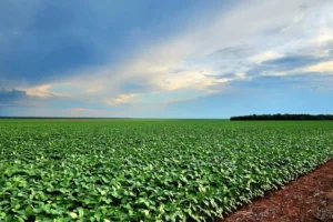 Leia mais sobre o artigo Workshop em Cuiabá discute como tornar o agro de MT mais sustentável
