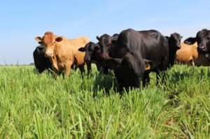 Leia mais sobre o artigo Embrapa lança selo para certificar carne bovina sustentável