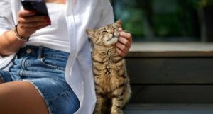 Leia mais sobre o artigo Segundo novo estudo, gatos falam; nós é que não entendemos