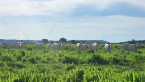 Leia mais sobre o artigo Imac leva campanha tira-dúvidas sobre regeneração de áreas degradadas à região Leste de MT