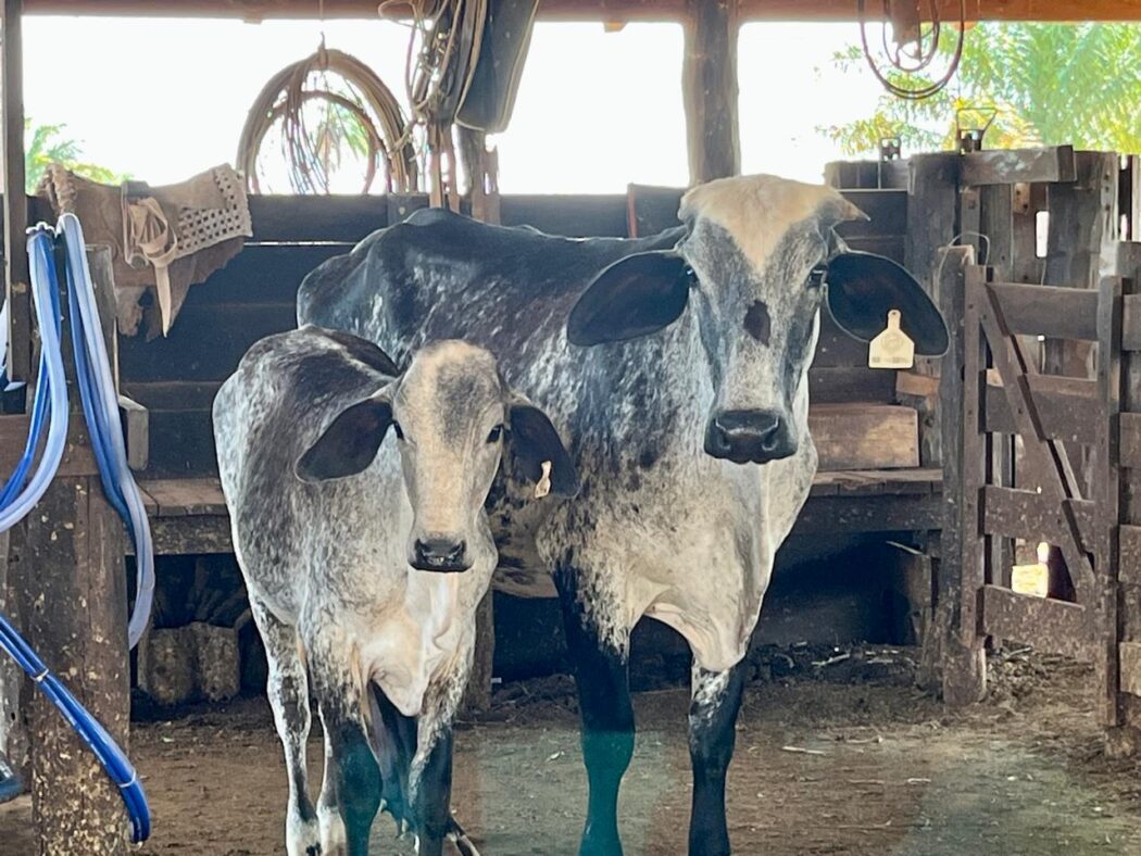 No momento, você está visualizando Mato Grosso fecha 2025 com 31,6 milhões de bovinos, diz Indea