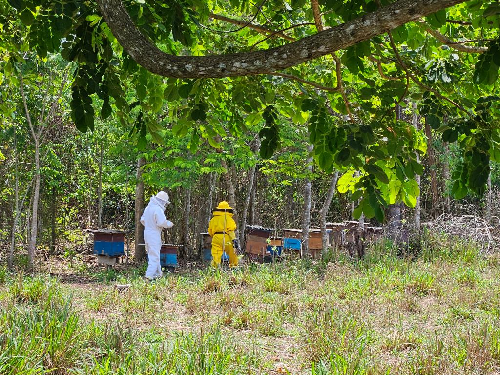 No momento, você está visualizando Produção de mel ganha força em Carlinda com apoio da Seaf e da Empaer