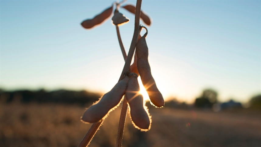 No momento, você está visualizando Soja impulsiona economia e gera desenvolvimento no Mato Grosso