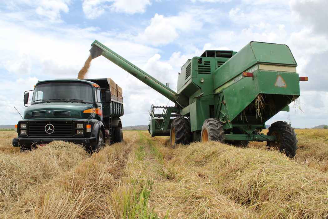 No momento, você está visualizando Exportações de arroz à Venezuela entram no radar do agro brasileiro