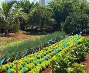 Leia mais sobre o artigo Plantas pouco conhecidas como alimento ganham espaço