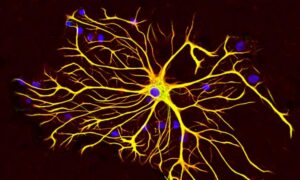 Leia mais sobre o artigo Cientistas japoneses descobrem proteína que pode desligar o envelhecimento