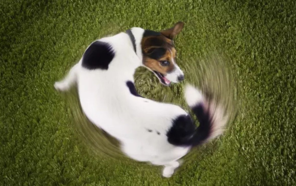 No momento, você está visualizando Cachorro andando em círculos pode indicar problema? Entenda as causas