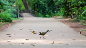 Leia mais sobre o artigo Parques de Várzea Grande são opção gratuita de lazer no ‘feriadão’