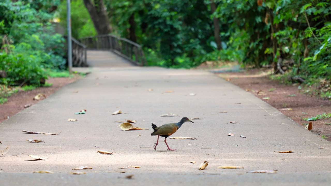 No momento, você está visualizando Parques de Várzea Grande são opção gratuita de lazer no ‘feriadão’