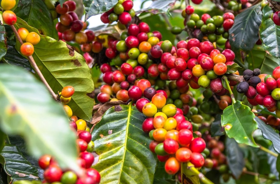 No momento, você está visualizando Conab prevê colheita recorde de café com crescimento de 17,1% em 2026