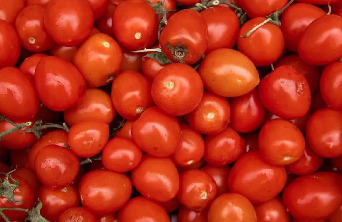 No momento, você está visualizando Produção de tomate bate recorde, mas clima desafia produção em 2026