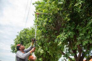 Leia mais sobre o artigo Rondonópolis disponibiliza serviços da área ambiental de forma digital