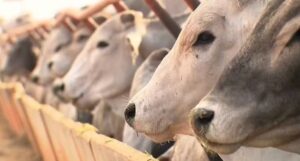 Leia mais sobre o artigo China pode atingir cota de carne bovina em julho