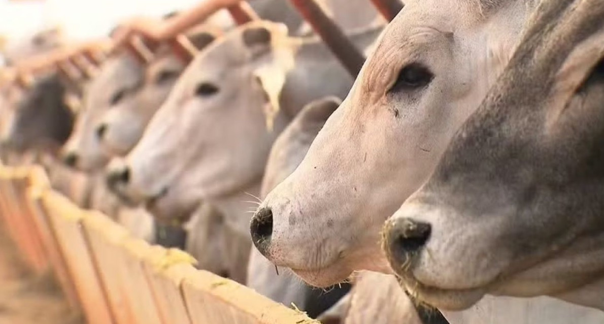 No momento, você está visualizando China pode atingir cota de carne bovina em julho