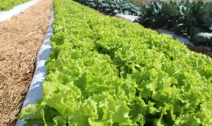 Leia mais sobre o artigo Embrapa inaugura Unidade Mista de Pesquisa e Inovação em Mato Grosso