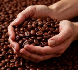 Leia mais sobre o artigo Mudança climática ameaça café arábica