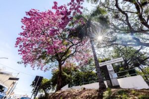 Leia mais sobre o artigo Exposição “Unidos pela Arte” chega à segunda edição em Cuiabá