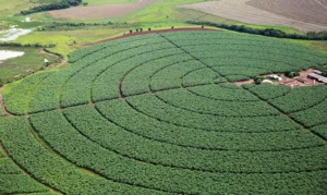 Leia mais sobre o artigo Financiamento privado do agro se mantém em R$ 1,4 trilhão em março