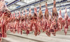Leia mais sobre o artigo Preço do boi gordo atinge patamar recorde no Brasil