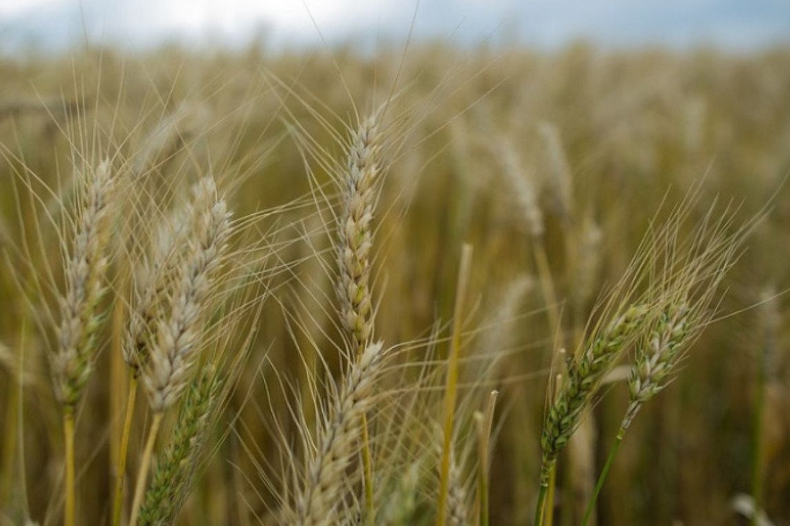 No momento, você está visualizando IBGE prevê que safra 2026 alcançará recorde 348,4 milhões de t e será 0,7% maior ante a de 2025