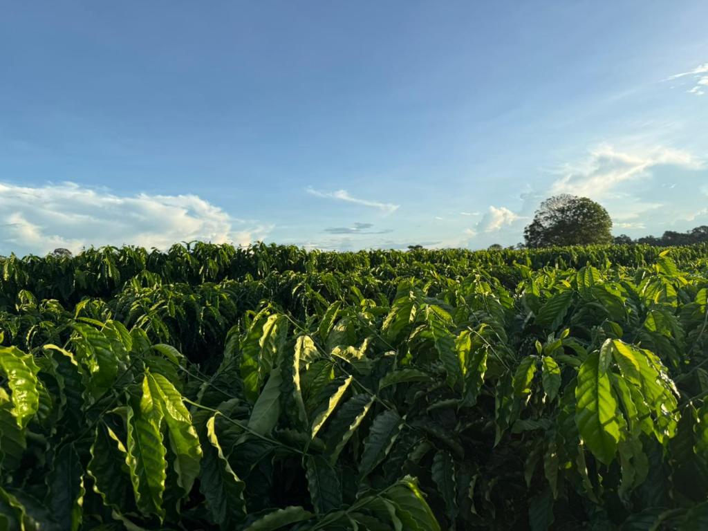 No momento, você está visualizando Seaf fortalece Rota do Café, impulsiona nova fronteira produtiva e reposiciona Mato Grosso no cenário nacional da cafeicultura